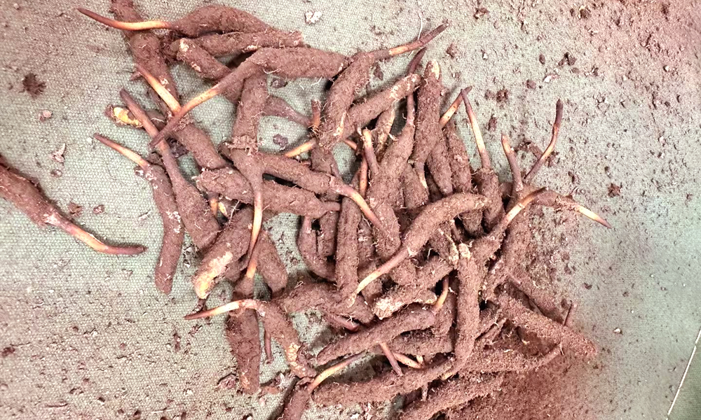 新鮮冬蟲(chóng)夏草圖片