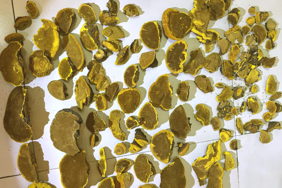 野生桑樹(shù)桑黃圖片 野生桑樹(shù)桑黃圖片